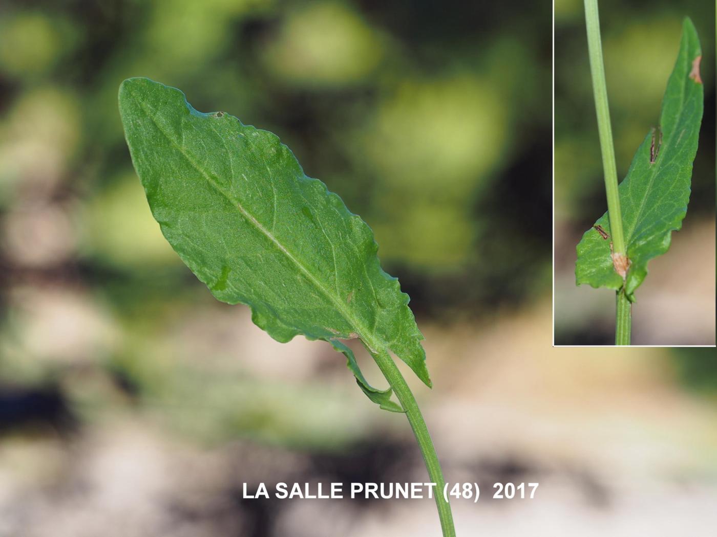 Sorrel, Common leaf